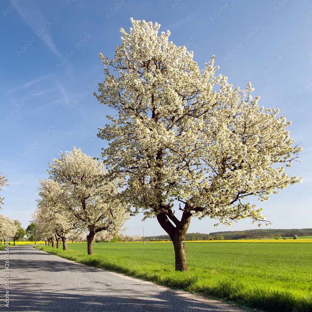 alley of cherry trees white flowering alley of cherry trees white flowering