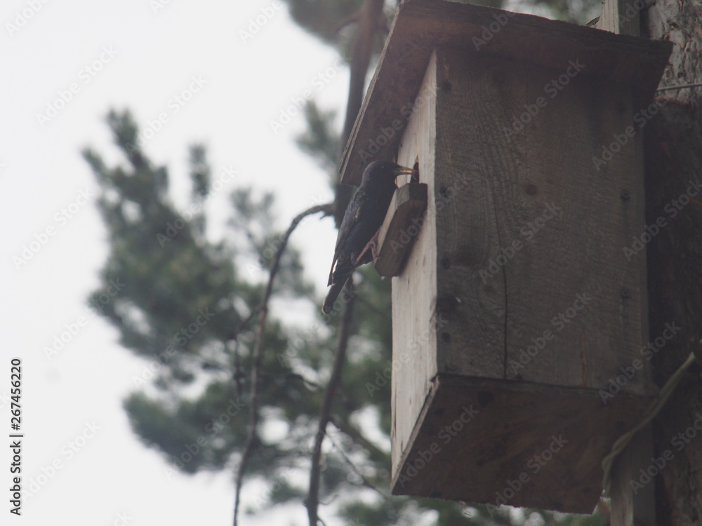 Starling near the birdhouse. Artificial bird's nest. Starling near the birdhouse. Artificial bird's nest.