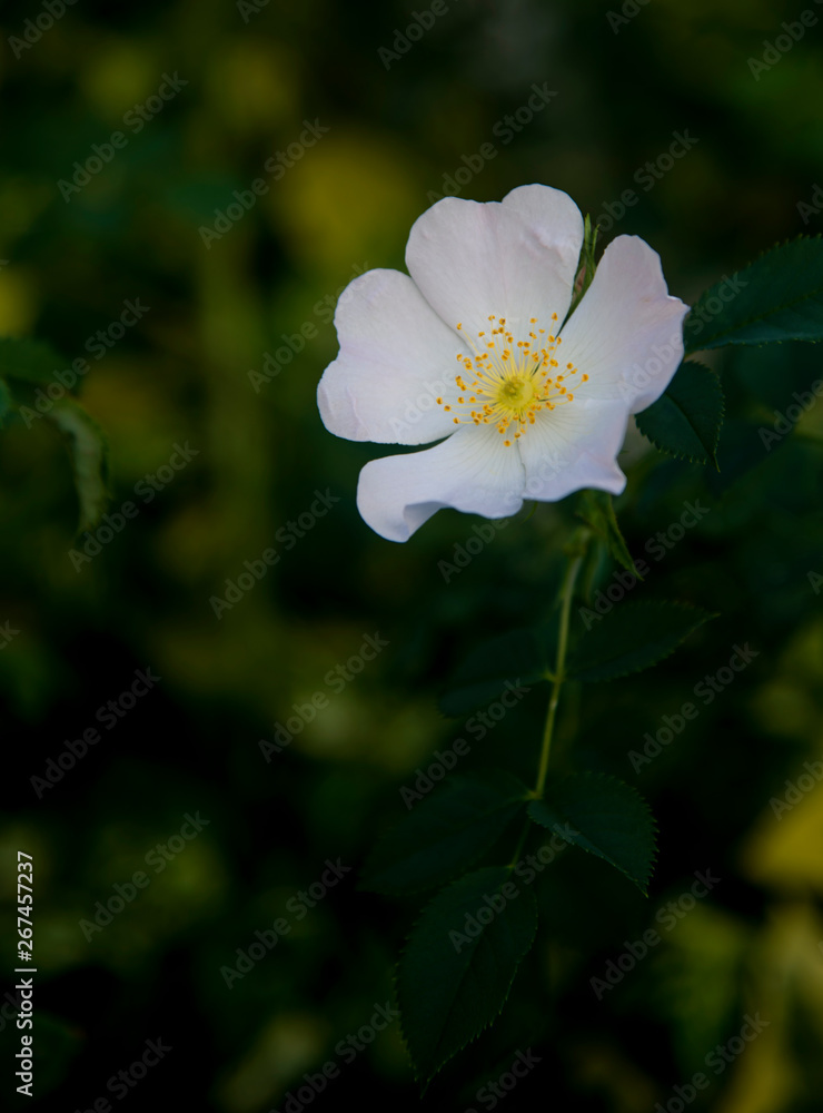 wild white rosehip flower at garden wild white rosehip flower at garden