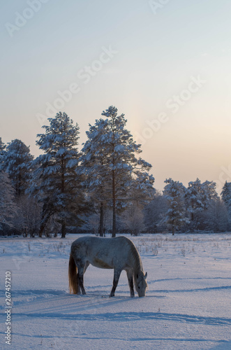 White horse grazing on a snow-covered field against the forest.