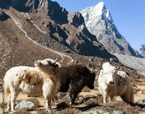 three yaks, Nepal Himalayas mountains photo