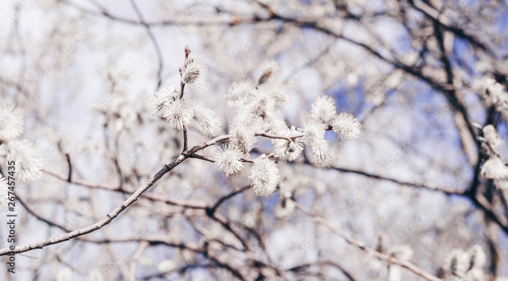 Sunlit willow branches in bloom on blue sky and white clouds background. Close-up.