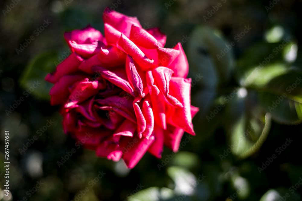 red rose withering in the garden red rose withering in the garden