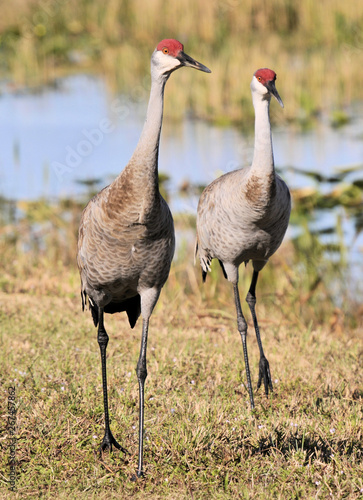 Sandhill Cranes at the Arthur R Marshall Wildlife Preserve near Boynton Beach  Florida
