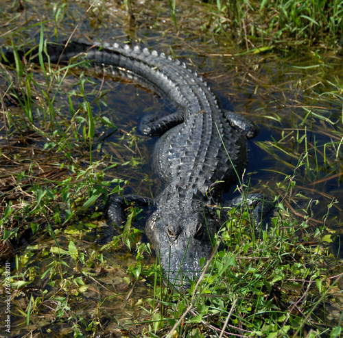 Alligator in the wetlands of south Florida