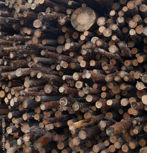 Pile of logs. Woodpile.