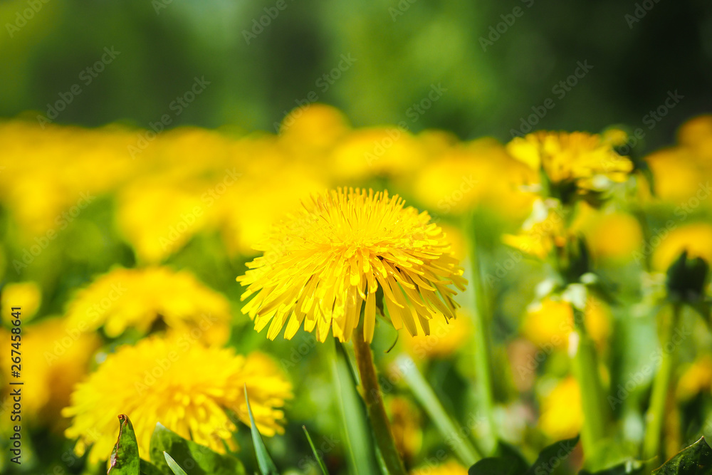 Field of bright yellow dandelions in spring