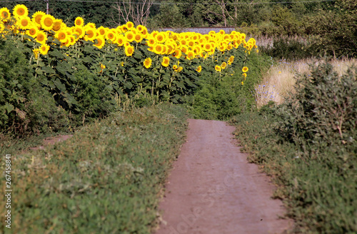 path near the field of sunflowers