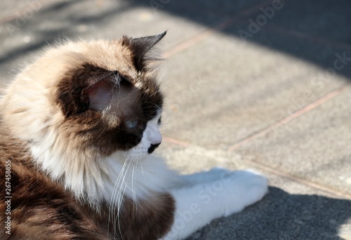 Fototapeta Naklejka Na Ścianę i Meble -  cute himalayan cat sunbathing 