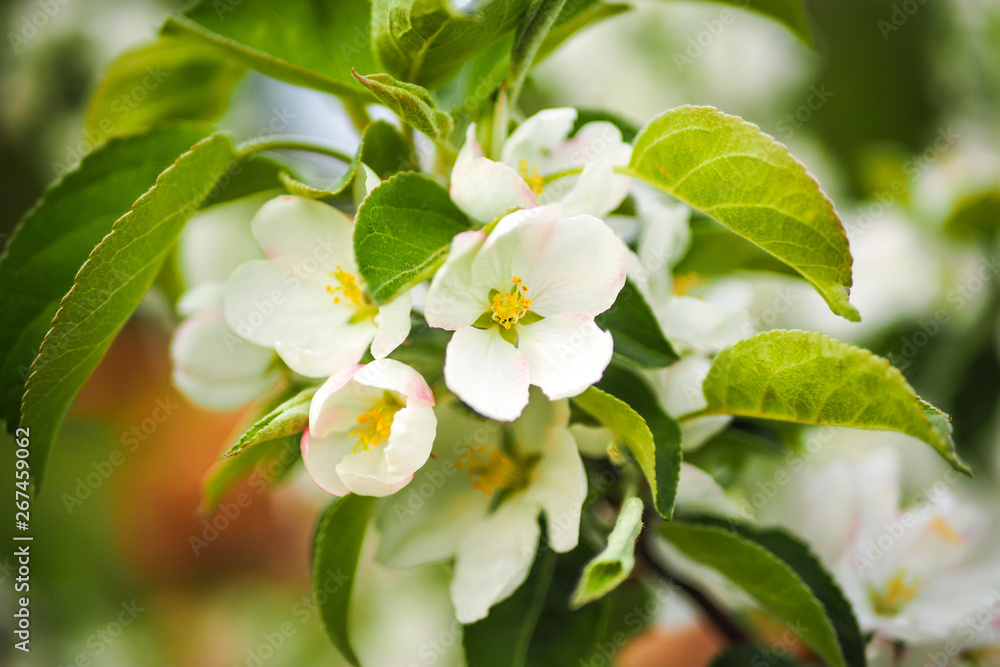 Obraz premium Beautiful cherry blossoms blooming on a spring day
