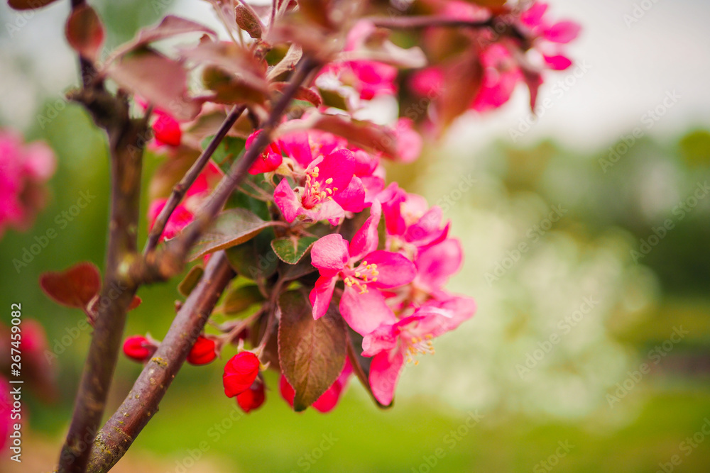 Beautiful pink cherry blossoms blooming on a spring day Beautiful pink cherry blossoms blooming on a spring day
