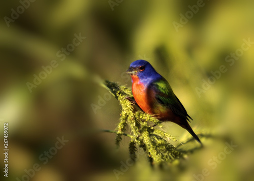 The Male Painted Bunting in the wetlands of south Florida