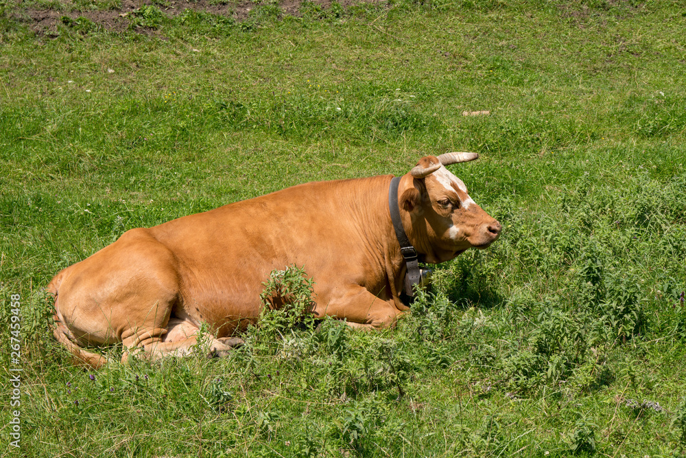 Glückliche Kuh liegt auf der grünen Weide