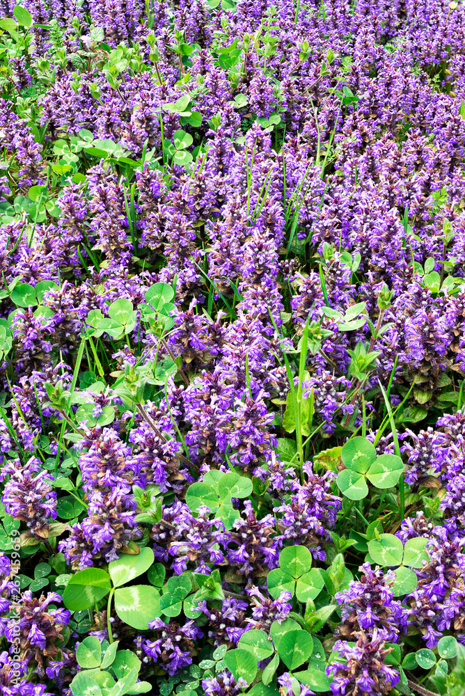 Obraz premium Spring flowers growth