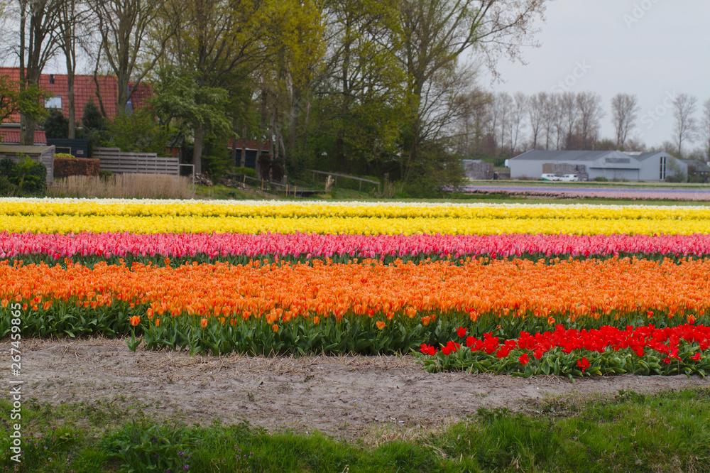 Fields of multicolored tulips in Holland