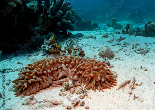 Pineapple Sea Cucumber in Tubbataha. The Tubbataha Reef Marine Park is UNESCO World Heritage Site in the middle of Sulu Sea, Philippines. photo