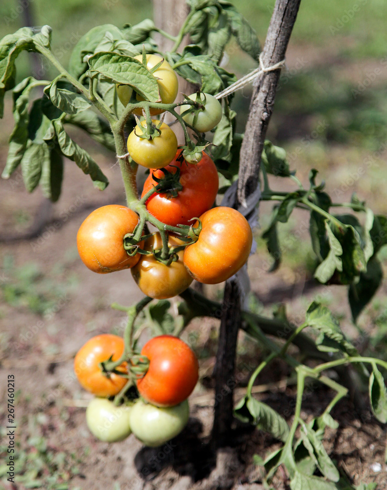 ripening tomatoes growing in the garden ripening tomatoes growing in the garden