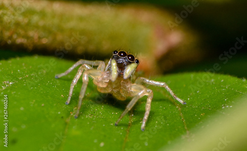 big eye jumping spider