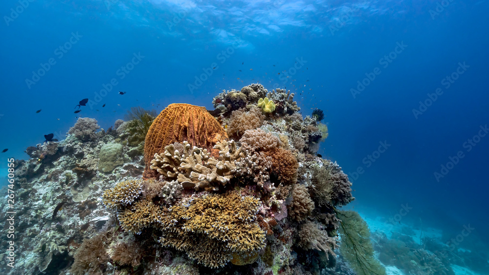 Reefs are pristine in Tubbataha. The Tubbataha Reef Marine Park is UNESCO World Heritage Site in the middle of Sulu Sea, Philippines. Reefs are pristine in Tubbataha. The Tubbataha Reef Marine Park is UNESCO World Heritage Site in the middle of Sulu Sea, Philippines.