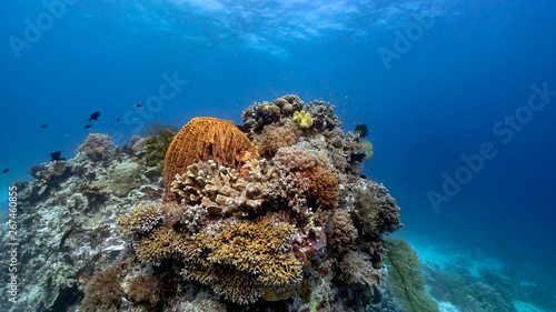 Reefs are pristine in Tubbataha. The Tubbataha Reef Marine Park is UNESCO World Heritage Site in the middle of Sulu Sea, Philippines.