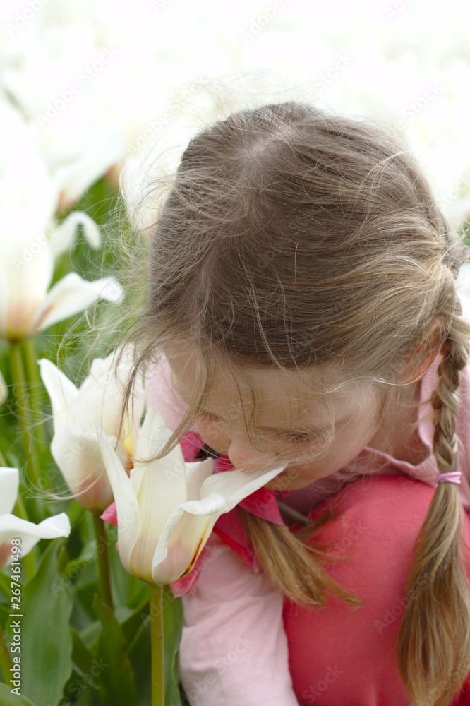 A little girl walks through the tulip fields in Holland A little girl walks through the tulip fields in Holland