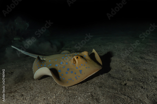 Blue spotted stingray On the seabed in the Red Sea
