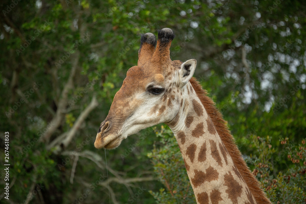 The beautiful savanna giraffe photographed in the lowveld of southern africa