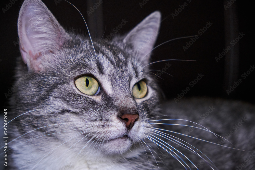 Cat looks close-up. Big green pet eyes. Face gray striped cat with big whiskers. Feline portrait