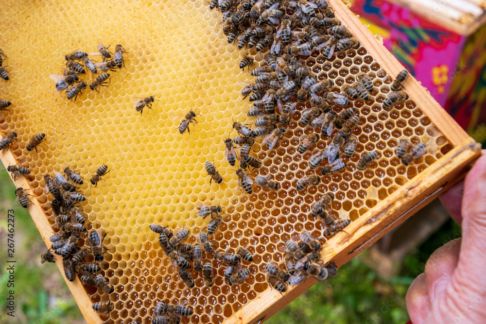 Close-up of beekeeper holding frame with honeycomb to inspect bee colony in apiary. Wax cells with honey and worker bees. Apiculture. Urban beekeeping. Close-up of beekeeper holding frame with honeycomb to inspect bee colony in apiary. Wax cells with honey and worker bees. Apiculture. Urban beekeeping.