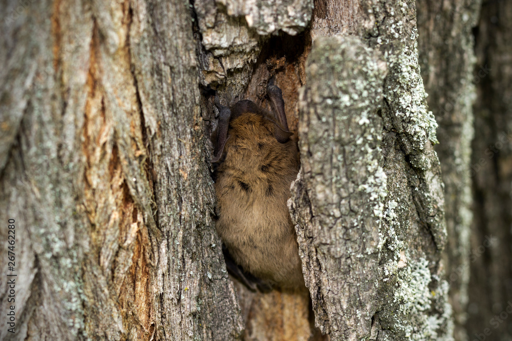 Obraz premium bat sleeps hiding in tree bark