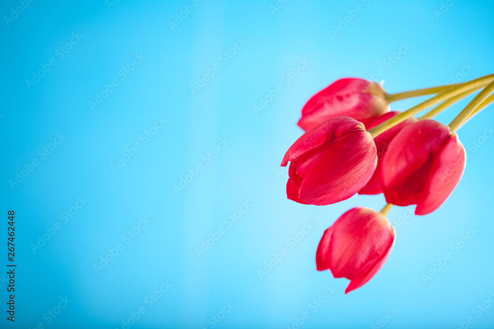 Fototapeta premium red tulips on a blue background