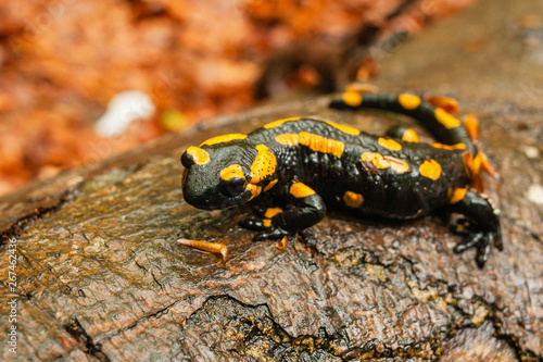 Salamander crawling on a wet tree trunk
