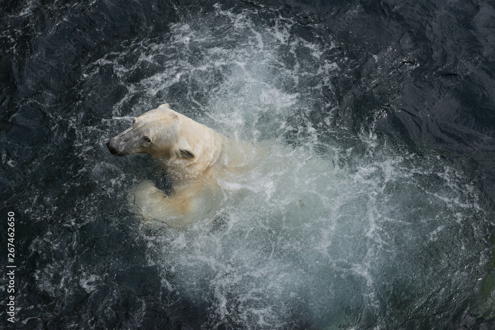 Naklejka premium view of polar bear swimming in the water