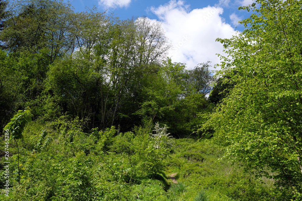 Wanderpfad am Rheinsteig im Mittelrheintal - Stockfoto Wanderpfad am Rheinsteig im Mittelrheintal - Stockfoto