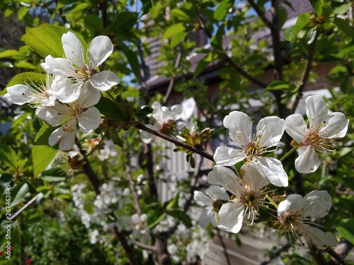 white flowers of tree