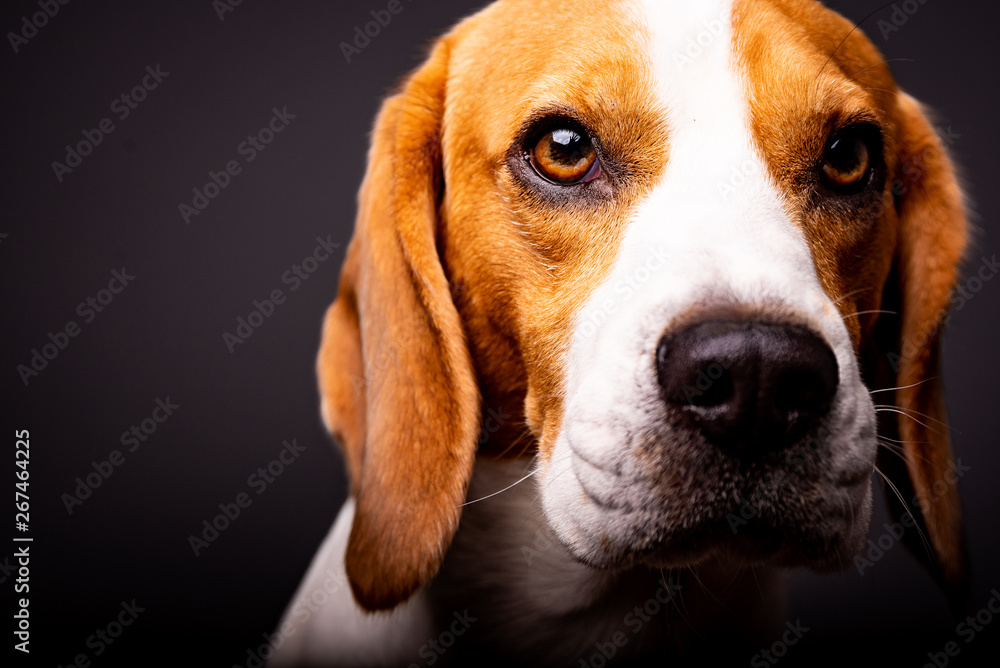Portrait of beautiful dog with big eyes, nose and long ears. Black background Portrait of beautiful dog with big eyes, nose and long ears. Black background