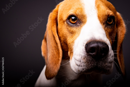 Portrait of beautiful dog with big eyes, nose and long ears. Black background