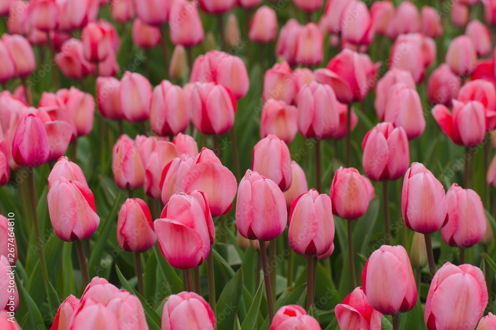 Pink tulip close up against the background of other tulips Pink tulip close up against the background of other tulips