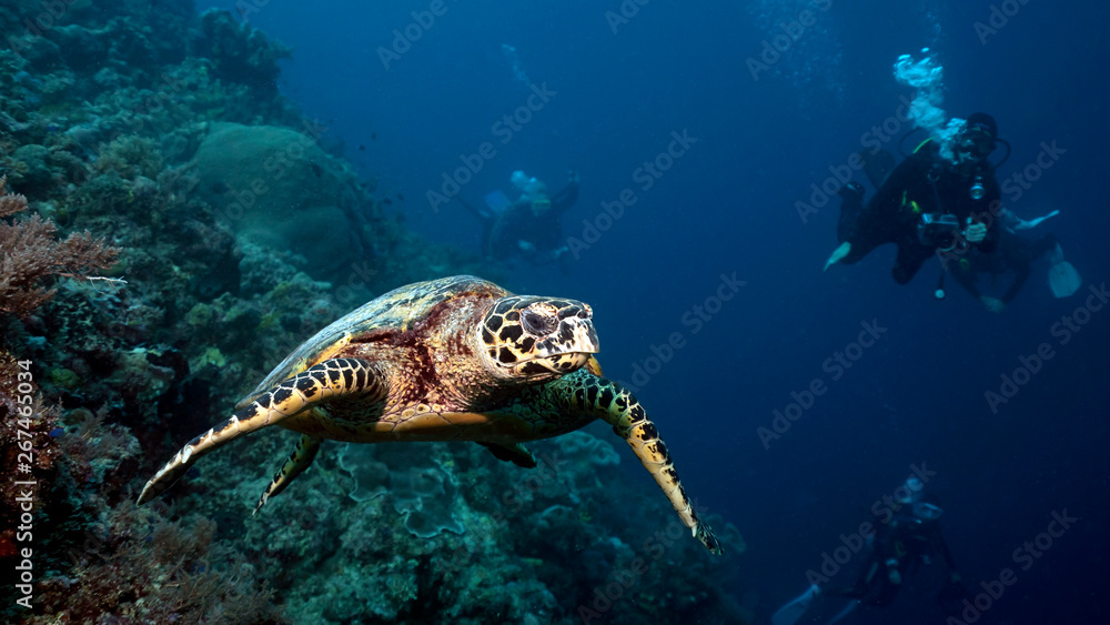 Hawksbill sea turtle in Tubbataha. The Tubbataha Reef Marine Park is UNESCO World Heritage Site in the middle of Sulu Sea, Philippines. Hawksbill sea turtle in Tubbataha. The Tubbataha Reef Marine Park is UNESCO World Heritage Site in the middle of Sulu Sea, Philippines.