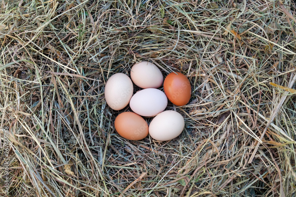 Hen's eggs in the hay nest Hen's eggs in the hay nest