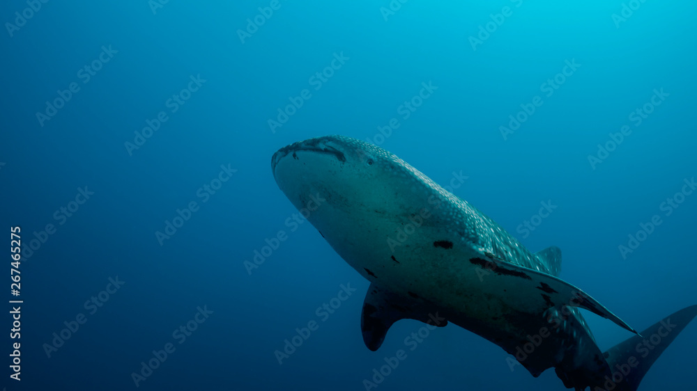 Fototapeta premium Whale Shark in Tubbataha. The Tubbataha Reef Marine Park is UNESCO World Heritage Site in the middle of Sulu Sea, Philippines.
