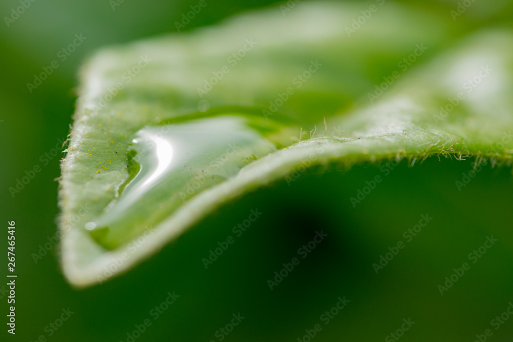 water drop on a leaf