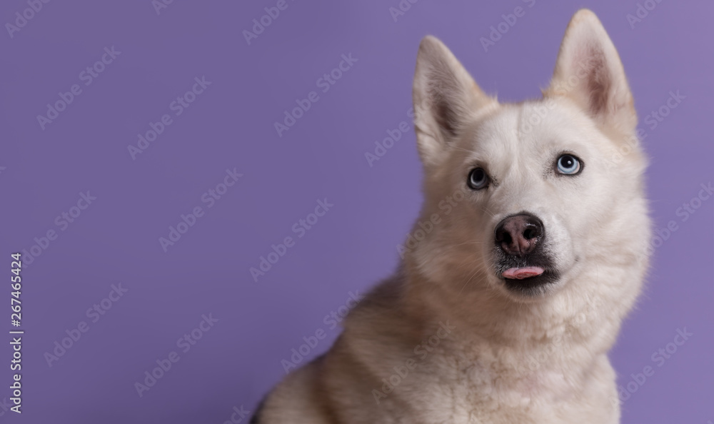 Cute white siberian husky dog with violet bow tie on lilac background. Holiday card with pet. Portrait of funny dog. Copy space
