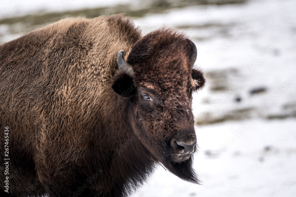 Bison portrait auf der Weide im Winter