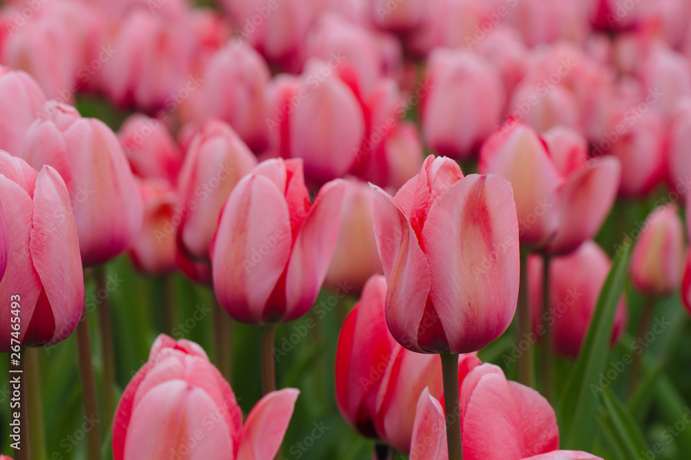 Pink tulip close up against the background of other tulips Pink tulip close up against the background of other tulips