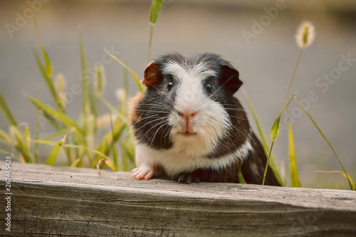 фотографія two cute guinea pigs adorable american tricolored with swirl on head