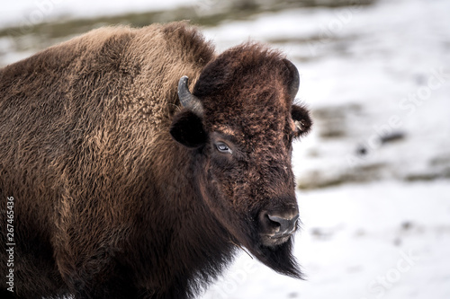 Bison portrait auf der Weide im Winter