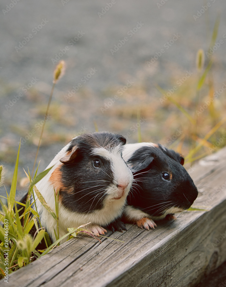 Adorable guinea top pig