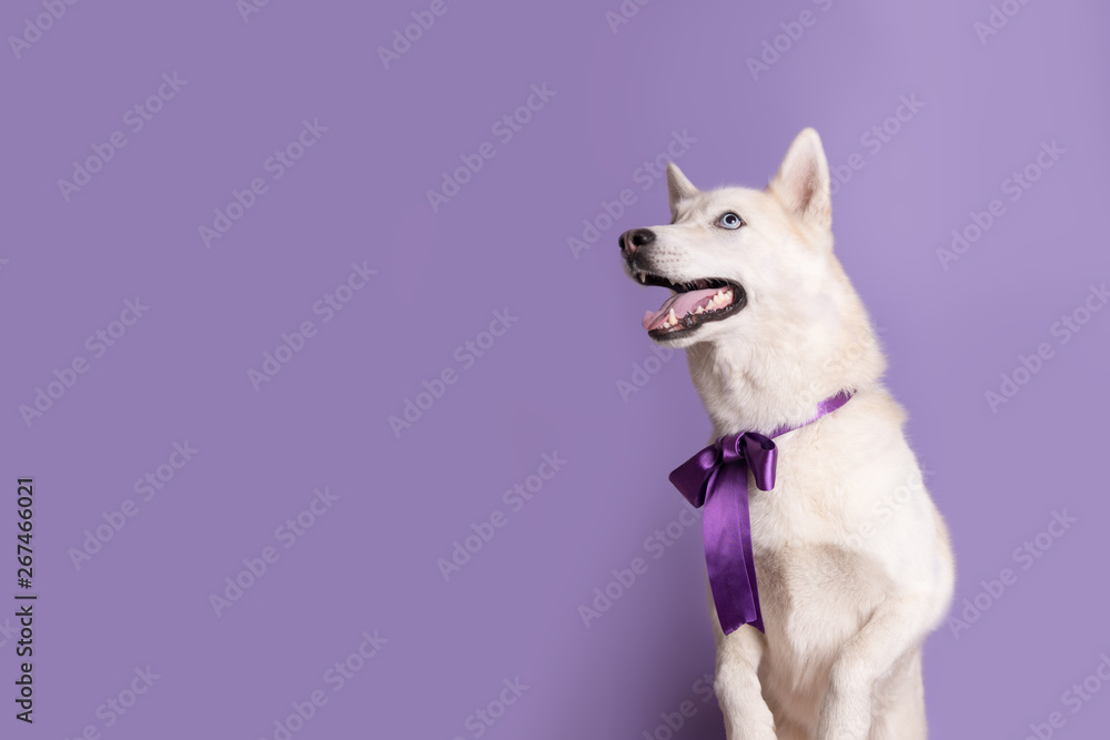 Obraz premium Cute white siberian husky dog with violet bow tie on lilac background. Holiday card with pet. Portrait of funny dog. Copy space