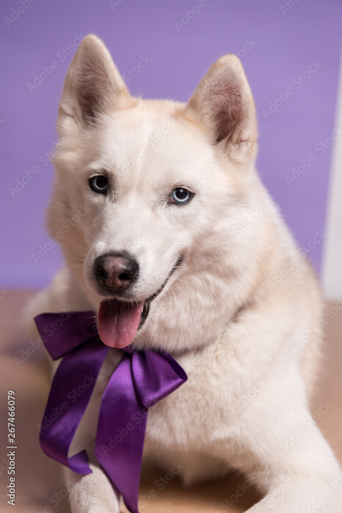 Cute white siberian husky dog with violet bow tie on lilac background. Holiday card with pet. Portrait of funny dog. Copy space